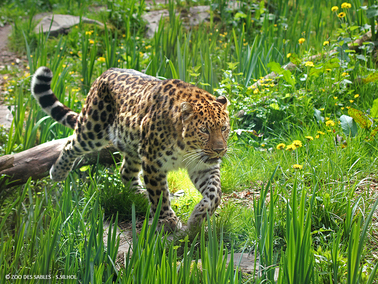 panthère zoo des sables d'Olonne 