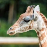 zoo des sables sortie magique pour les enfants en vacances