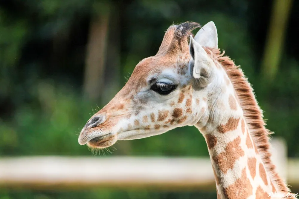 zoo des sables sortie magique pour les enfants en vacances
